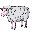 sheep (5K)