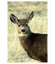 deer (6K)