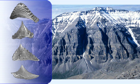 kalidontus evolution and mountain stratigraphy