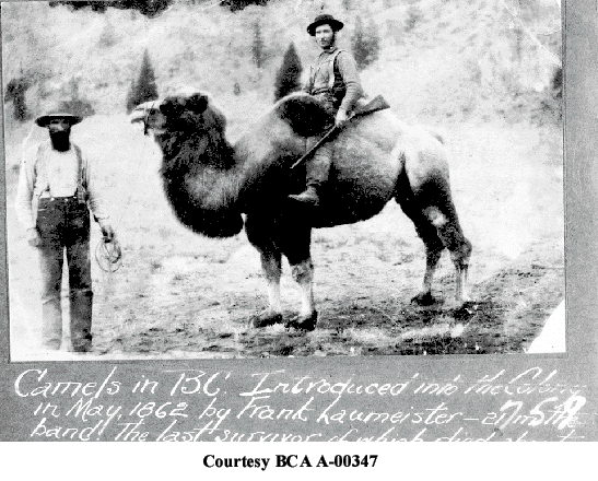 The last Camel in BC ca. 1862