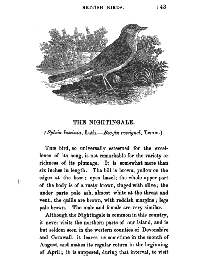 From Thomas Bewick’s A History of British Birds (vol 1, p.143),
        1797-1804. Click to enlarge.