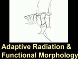 Adaptive radiation and functional morphology
