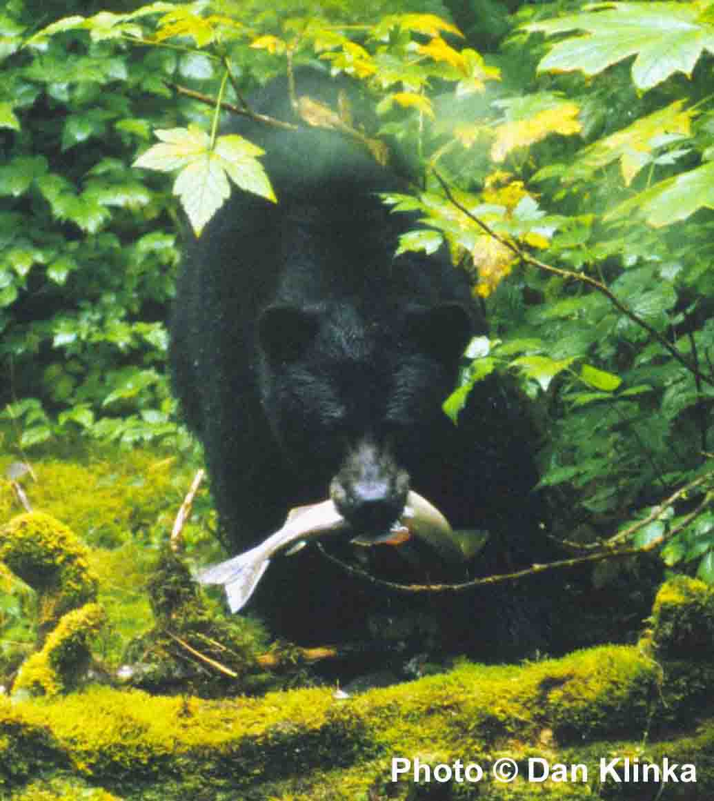 Black bear with fish in mouth