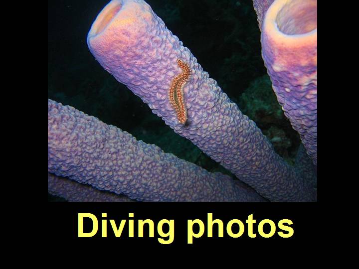 Dive Photos