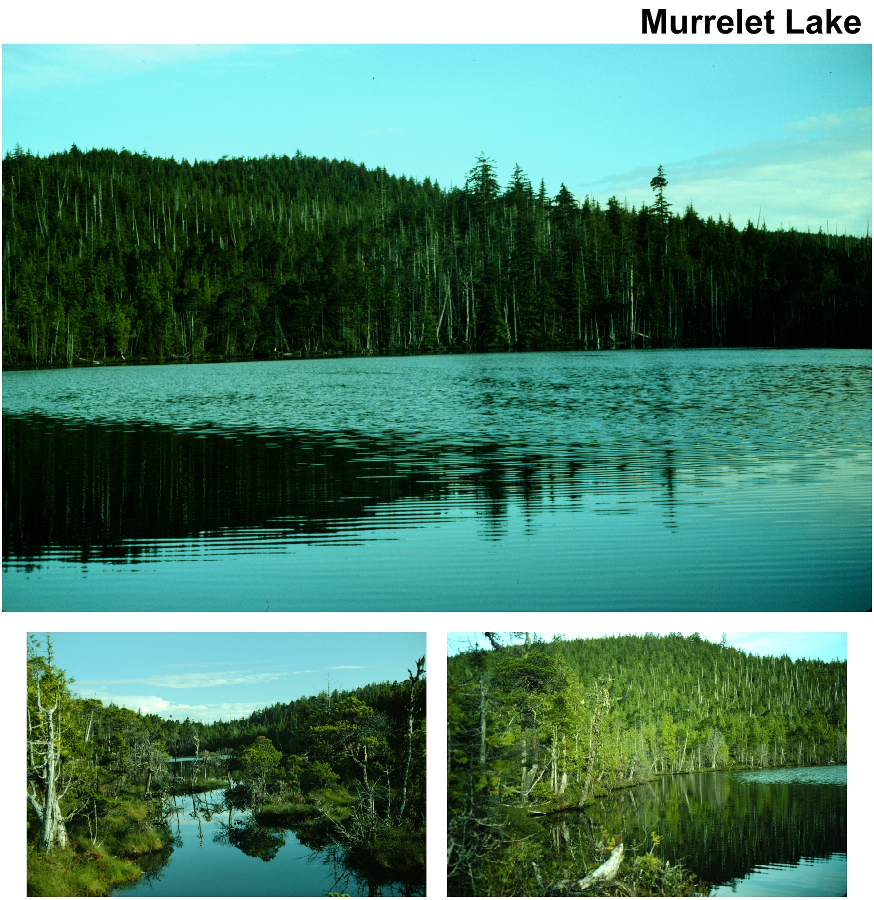 MURRELET LAKE