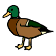 duck-vb.gif
