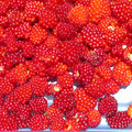 thimbleberries-2.JPG