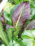giant red leafy mustard