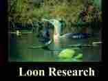 Loon Research