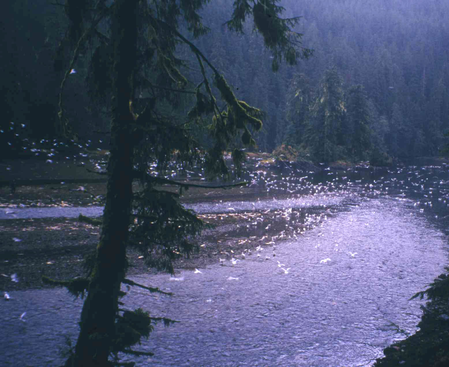 Neekas River gulls