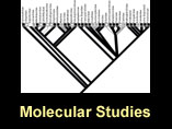 Molecular studies